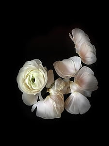 white flowers thumbnail