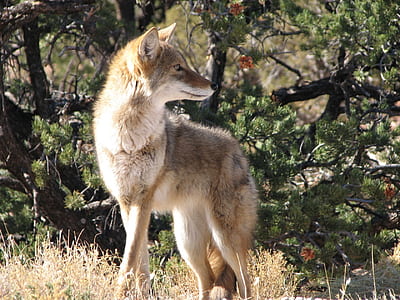 white and brown fox near green bushes thumbnail