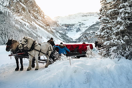carriage with two horses thumbnail
