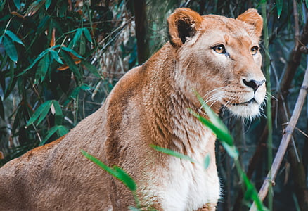 close-up photography of brown lioness thumbnail