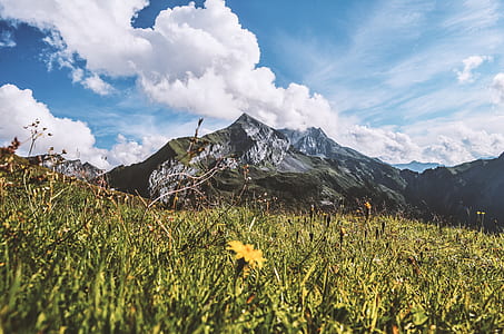 flower plants near mountain thumbnail