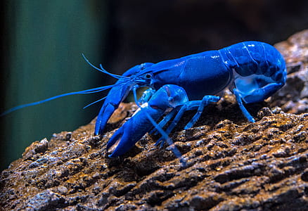 blue lobster on brown surface thumbnail