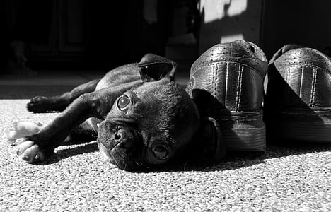 pug puppy lying beside leather shoes thumbnail