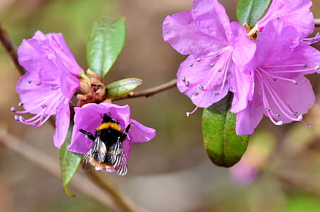macro photography of bumble bee perching on flower thumbnail