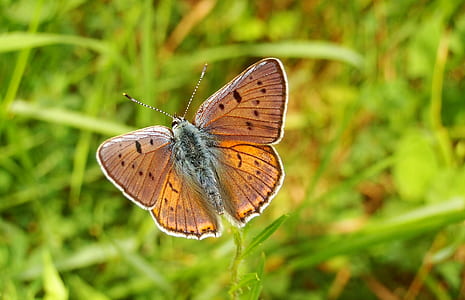brown moth on green leafed plant thumbnail