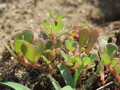 green and red plant thumbnail