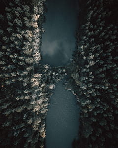 aerial photography of trees thumbnail