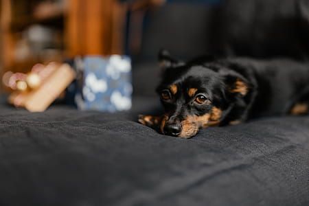 Christmas gifts for a cute little dog thumbnail