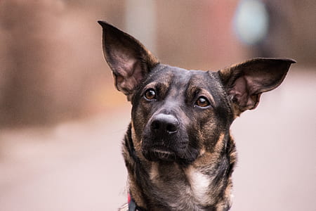 photo of short-coated black dog thumbnail