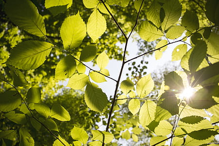 Close-Up Photography of Leaves thumbnail