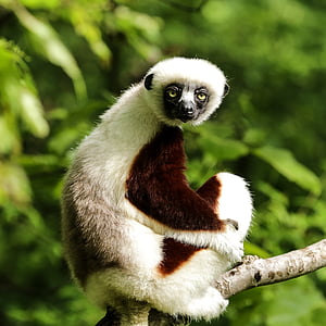monkey sits on tree branch thumbnail
