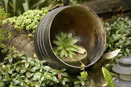 green succulent plant inside vase thumbnail