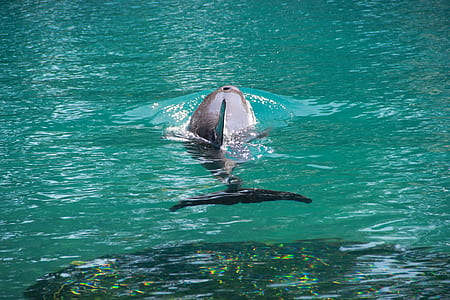 gray dolphin in body of water thumbnail