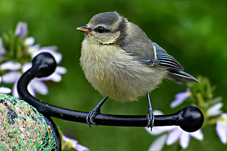 sparrow bird on black metal frame thumbnail