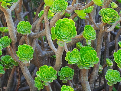 green flowers thumbnail