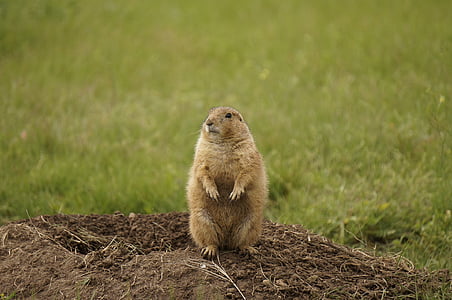 brown beaver standing on brown soil thumbnail