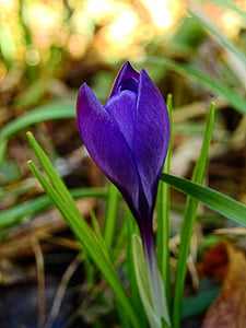 purple flower in tilt shift lens photography thumbnail
