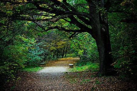 photo of forest during daytime thumbnail