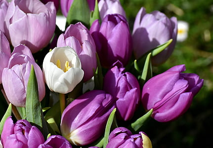 shallow focus photography of purple and white tulips thumbnail
