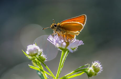 moth on white petaled flower thumbnail