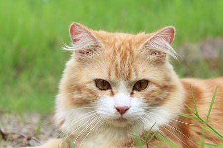 shallow focus photography of orange Tabby cat thumbnail