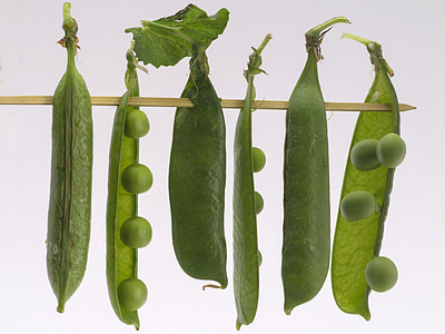 green beans illustration thumbnail