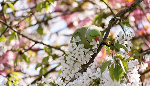 shallow focus photography of green bird during daytime thumbnail