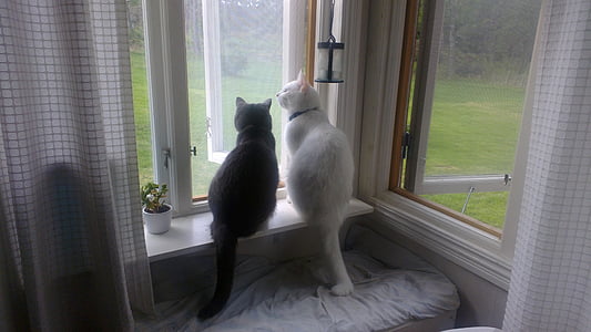 two white and black cats sitting at the window looking outside thumbnail