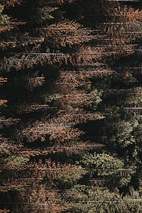 aerial photography of brown and green trees during daytime thumbnail