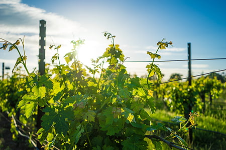 green vines thumbnail