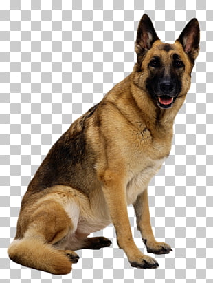 New Guinea singing dog Puppy, German Shepherd , adult black and brown German shepherd sitting PNG clipart