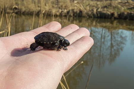 Little turtle in the palm of a person thumbnail