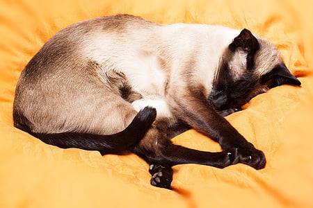laying Siamese cat thumbnail