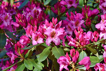 pink flowers thumbnail
