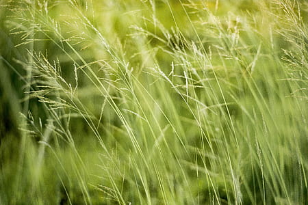 Green Grass thumbnail