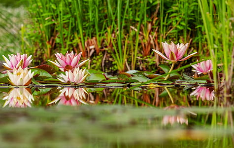 shallow focus photography of flowers thumbnail