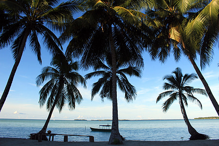 photo of palm trees near beach thumbnail