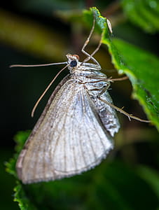 Gray Butterfly in Closeup Photo thumbnail