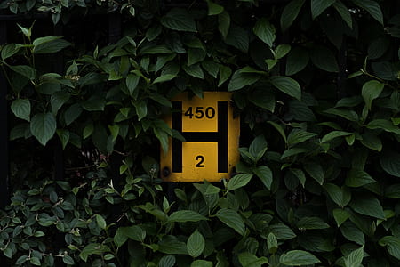 yellow road signage on green trees thumbnail
