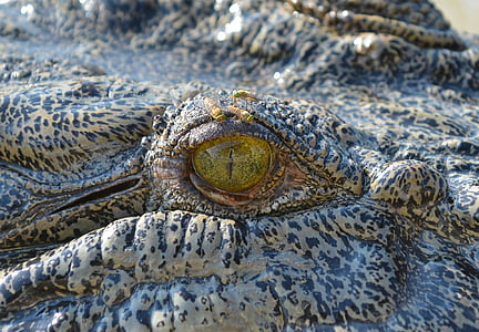 close-up photo of gray crocodile thumbnail