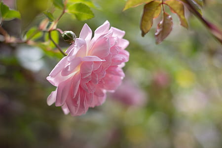 nature, petals, plant, flower thumbnail
