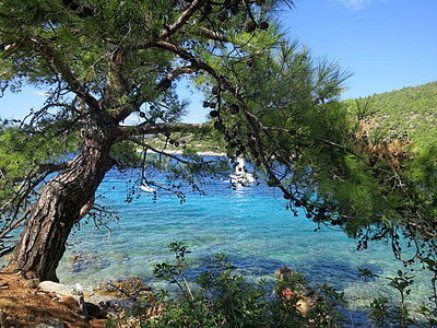 green tree near sea thumbnail