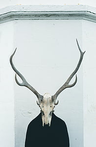 brown and gray skull with antler decor thumbnail