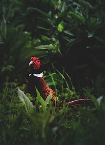 red and brown bird on grasses thumbnail