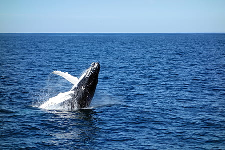 whale on body of water at daytime thumbnail