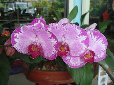 purple moth orchid thumbnail