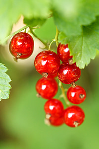selective focus of fruits thumbnail
