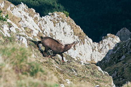 brown animal standing on cliff thumbnail