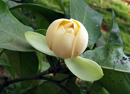 yellow flower thumbnail