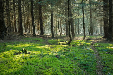 photo of green and brown trees near green plants during daytime thumbnail